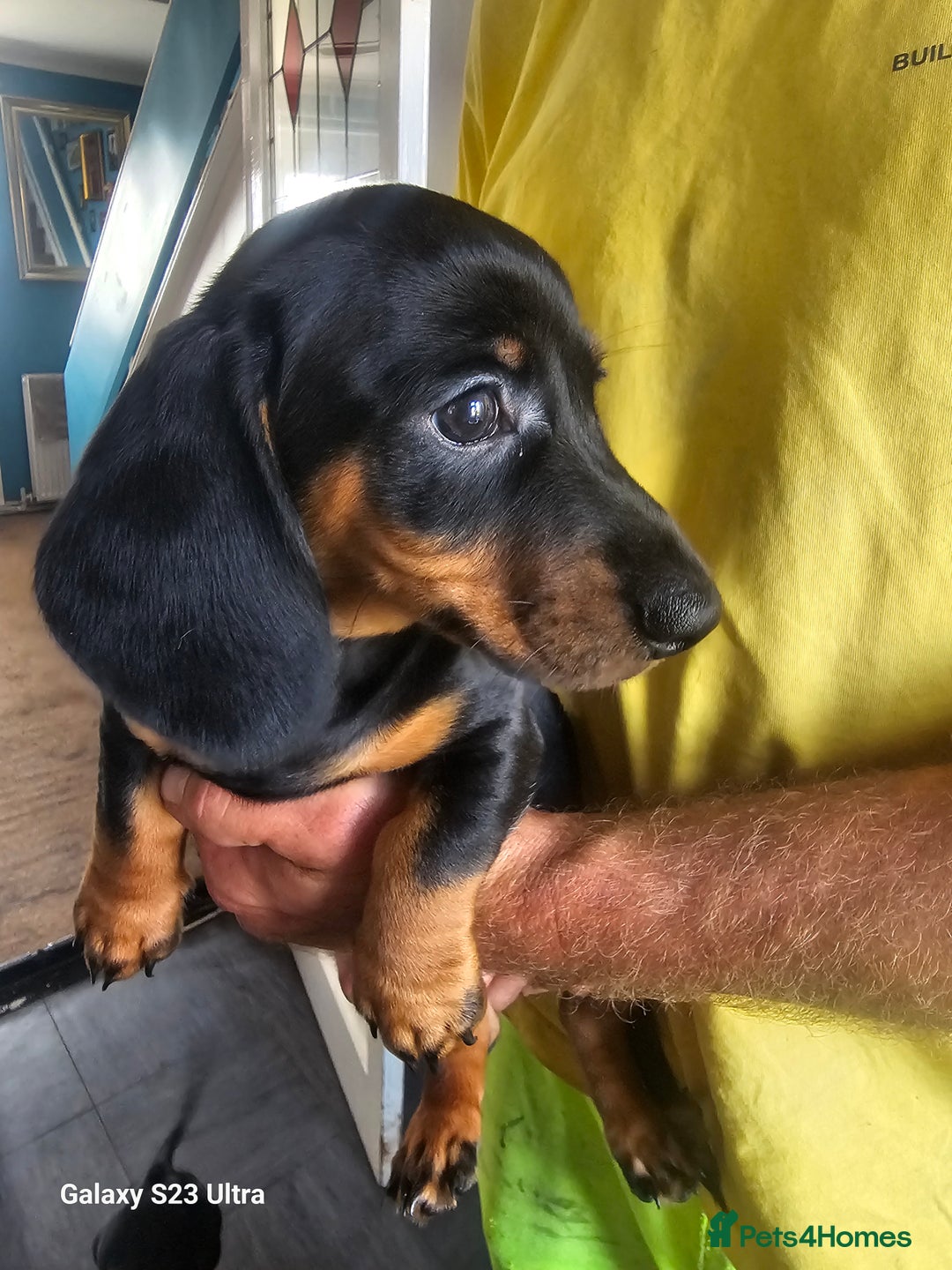Dachshund dogs for sale: Dachshund puppies  - Image 3