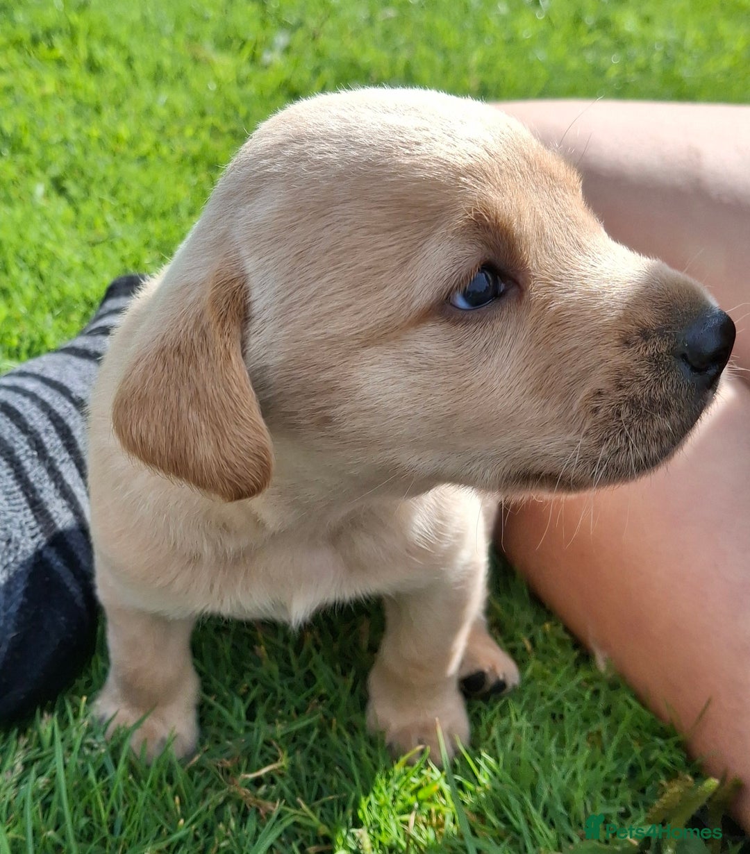 Labrador Retriever dogs for sale: Fifth generation pedigree pups  - Image 3