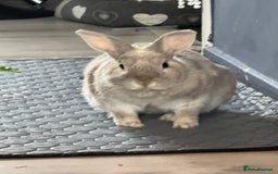 Dwarf Lop rabbits for sale: Bunny for sale - Image 2