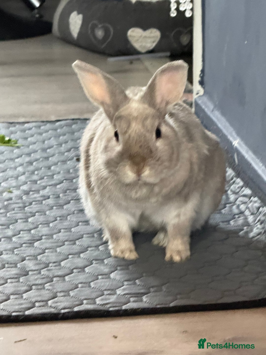 Dwarf Lop rabbits for sale: Bunny for sale - Image 2