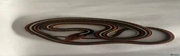 Garter Snake reptiles for sale: 2 male Sanfrancisco Garter Snakes - Advert 4