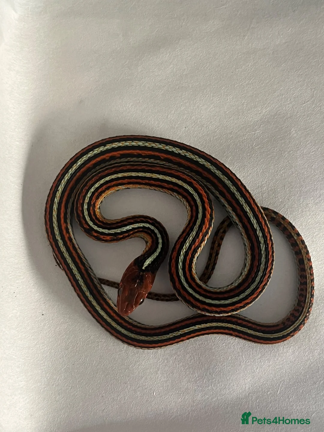 Garter Snake reptiles for sale: 2 male Sanfrancisco Garter Snakes - Advert 4