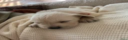 Golden Retriever dogs for sale: Stunning English cream golden retrievers 🌹 in Hornchurch - Advert 4
