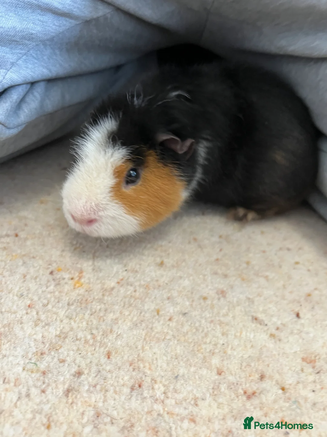 Guinea Pig rodents for sale: Guinea Pig boy, curly gene - Advert 2