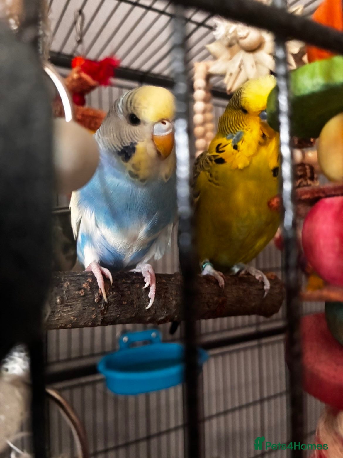 Budgerigars birds Bonded budgies + 132cm cage  - Advert 1
