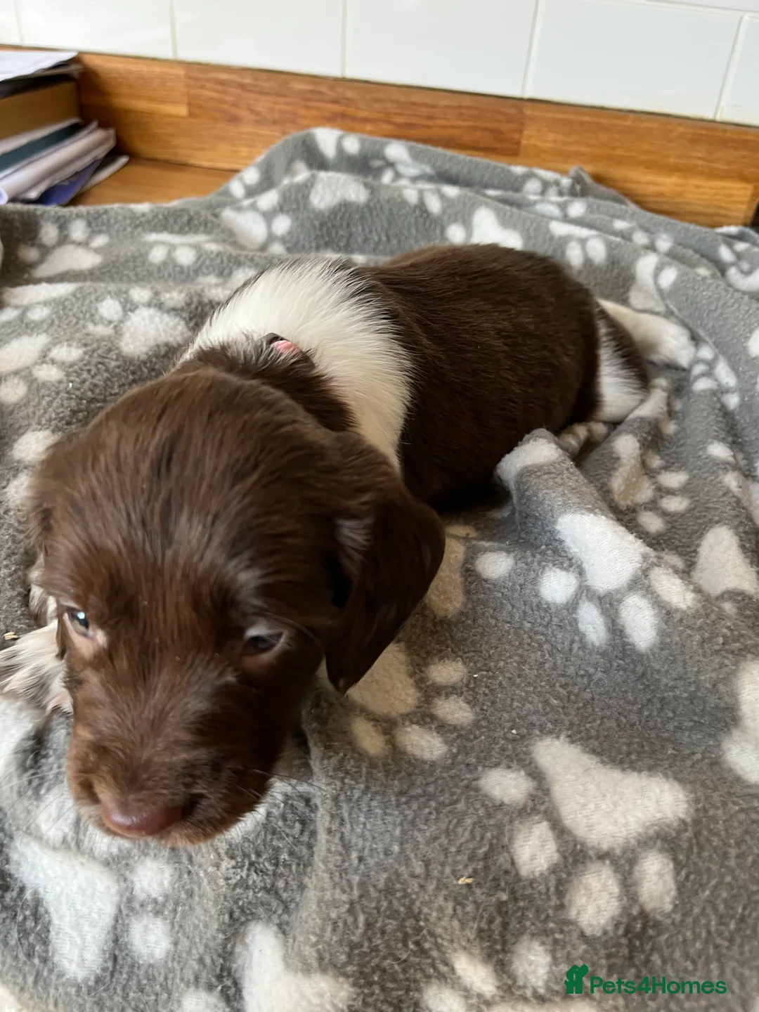 English Springer Spaniel dogs for sale: English springer spaniels  - Advert 2
