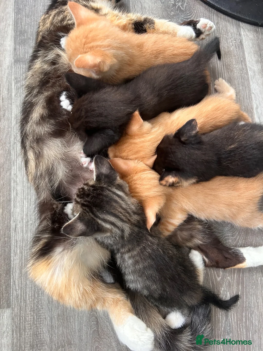 Mixed Breed cats for sale: Kittens 1/2 Maine coon - Advert 2