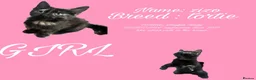 Mixed Breed cats for sale: Beautiful kittens need their new homes in Birmingham - Advert 5