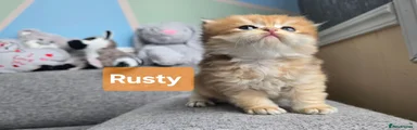 British Shorthair 4