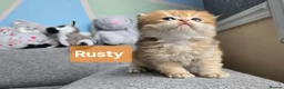 British Shorthair cats for sale: Pedigree golden British shorthair  - Advert 16