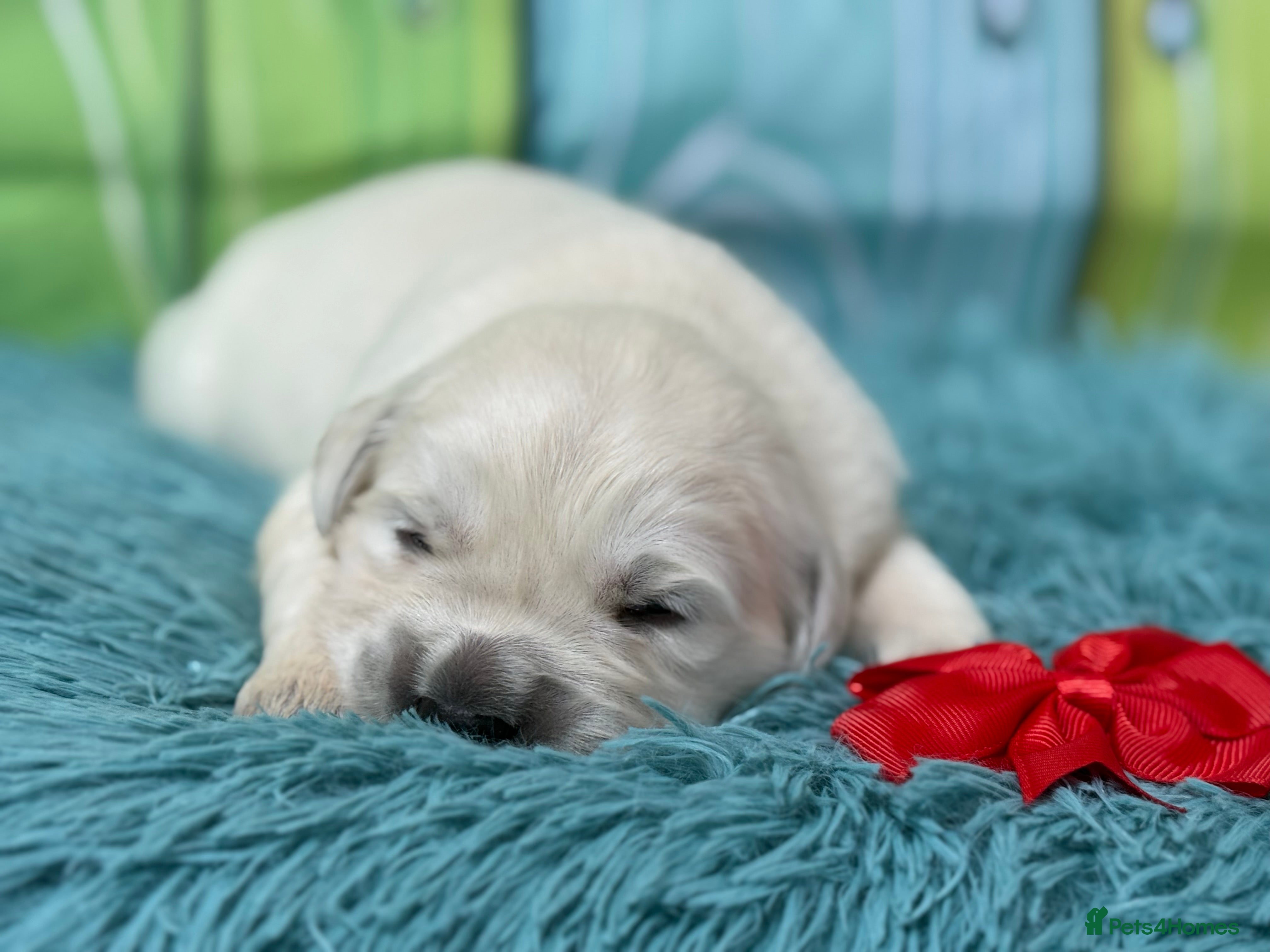 Golden Retriever dogs Beautiful KC reg DNA clear puppies available  - Advert 1