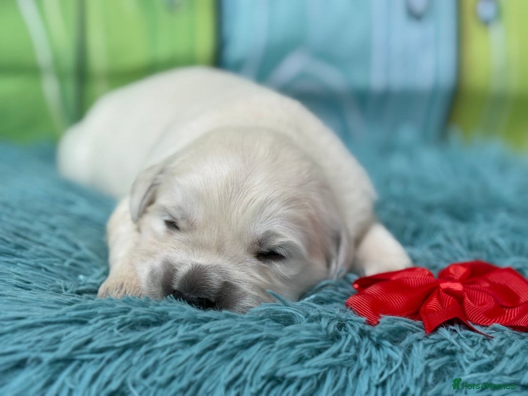 Golden Retriever dogs for sale: Beautiful KC reg DNA clear puppies available  - Advert 1