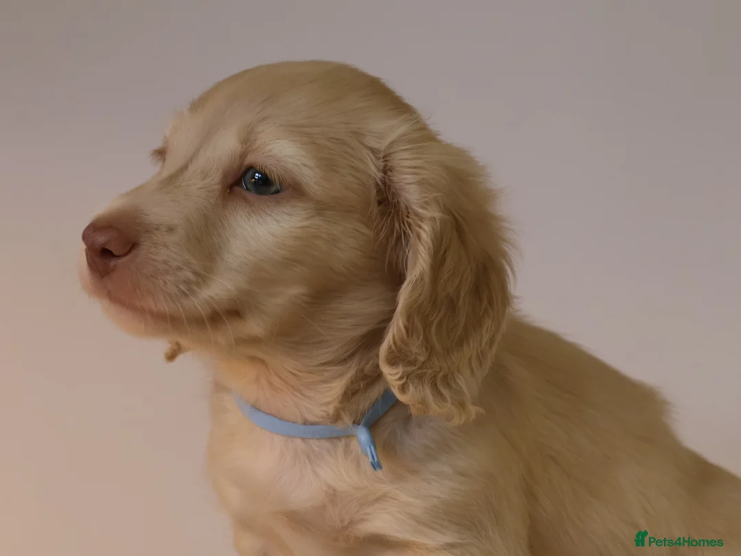 Miniature Dachshund dogs for sale: 5*Licensed+CREAMLONGHAIR+KCreg+PRACLEAR+Vetchecked - Advert 17