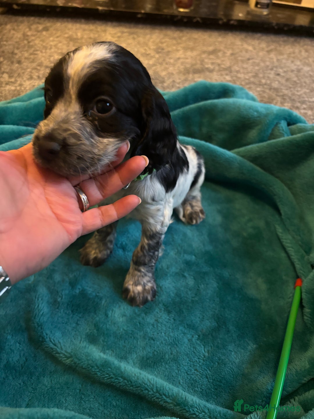 Cocker Spaniel dogs for sale: Georgous blue roan cocker spaniels - Image 7