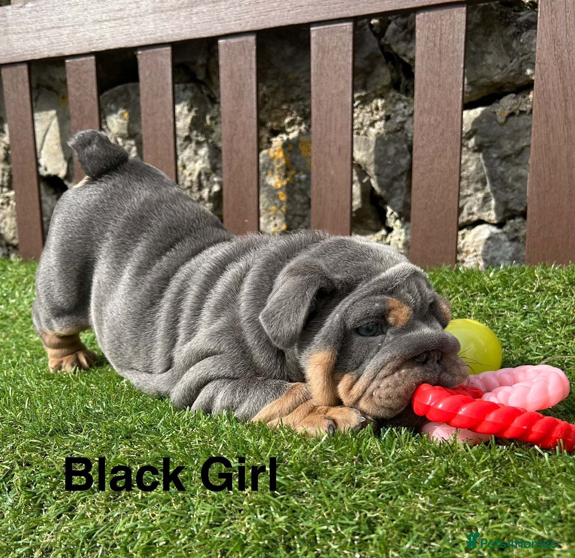 English Bulldog dogs Ready Tomorrow! KC reg English bulldog puppies  - Advert 6