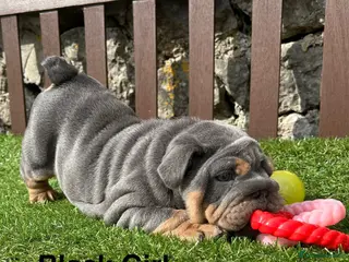 English Bulldog dogs Ready Tomorrow! KC reg English bulldog puppies - Advert 6