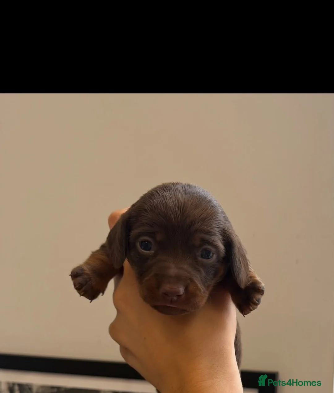 Dachshund dogs for sale: Stunning miniature dachshunds - Advert 14