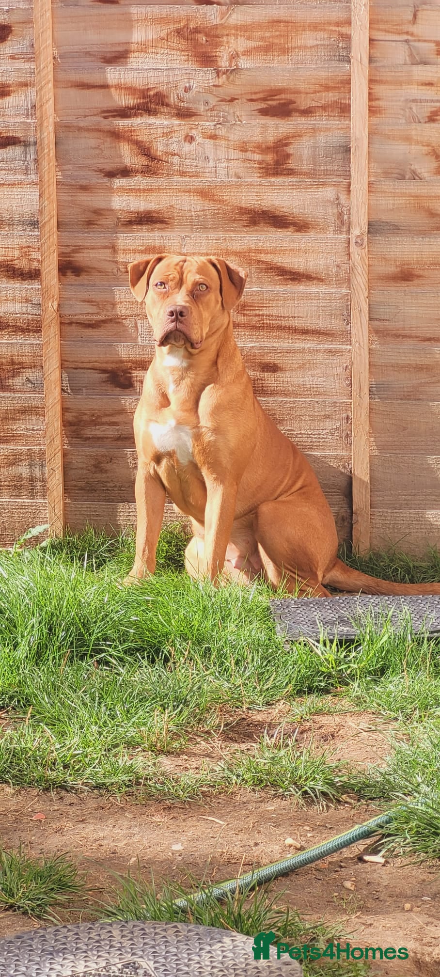 Mixed Breed dogs Beautiful American bulldog x bullmastiff female - Advert 1