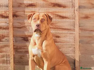 Mixed Breed dogs Beautiful American bulldog x bullmastiff female - Advert 1