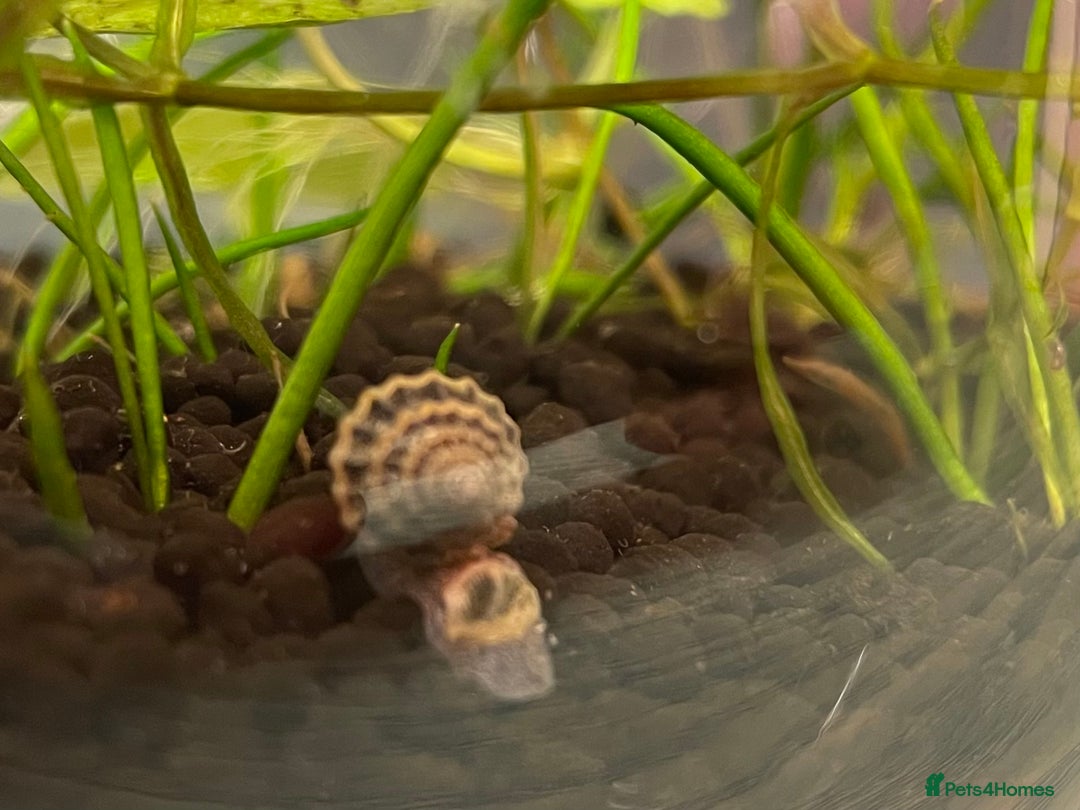 Snails invertebrates for sale: Assassin Snails - Advert 2