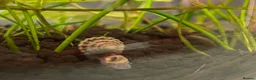 Snails invertebrates for sale: Assassin Snails - Advert 2