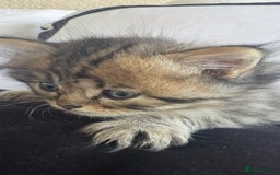 Persian cats for sale: Beautiful persian chinchilla kittens  - Image 7