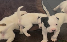 American Bulldog dogs for sale: Ready in 2 weeksbeautiful American bulldog puppies - Image 13