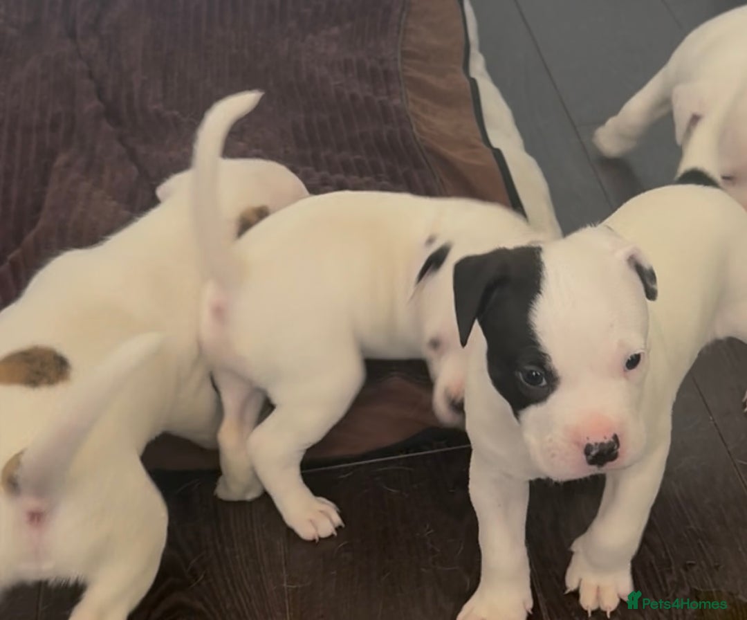 American Bulldog dogs for sale: Ready in 2 weeksbeautiful American bulldog puppies - Image 13