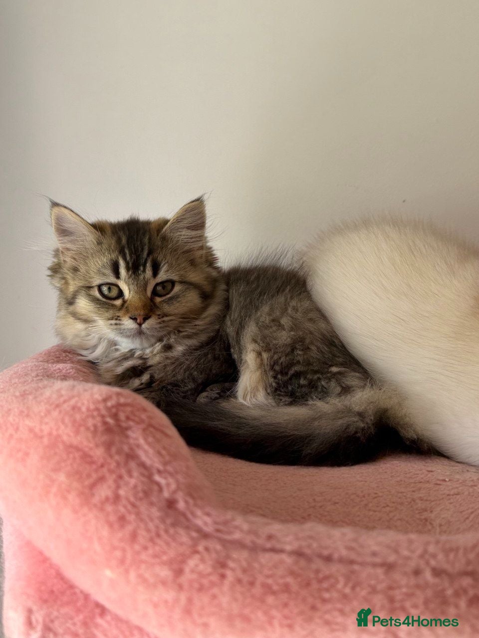British Longhair cats  BSH white 800£ BLH brown tabby 500£  - Advert 17
