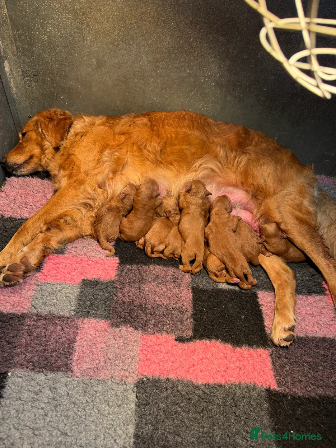 Mini Goldendoodle dogs for sale: Outstanding Rich Red Goldendoodles  - Advert 8
