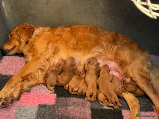 Mini Goldendoodle dogs Outstanding Rich Red Goldendoodles - Advert 1