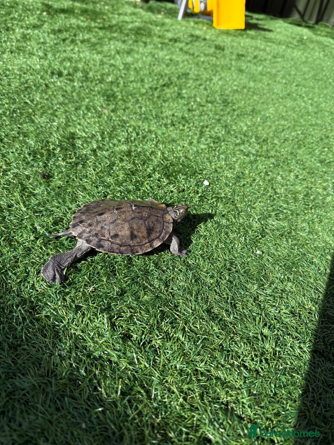 Turtle reptiles for sale: Turtles  - Image 5