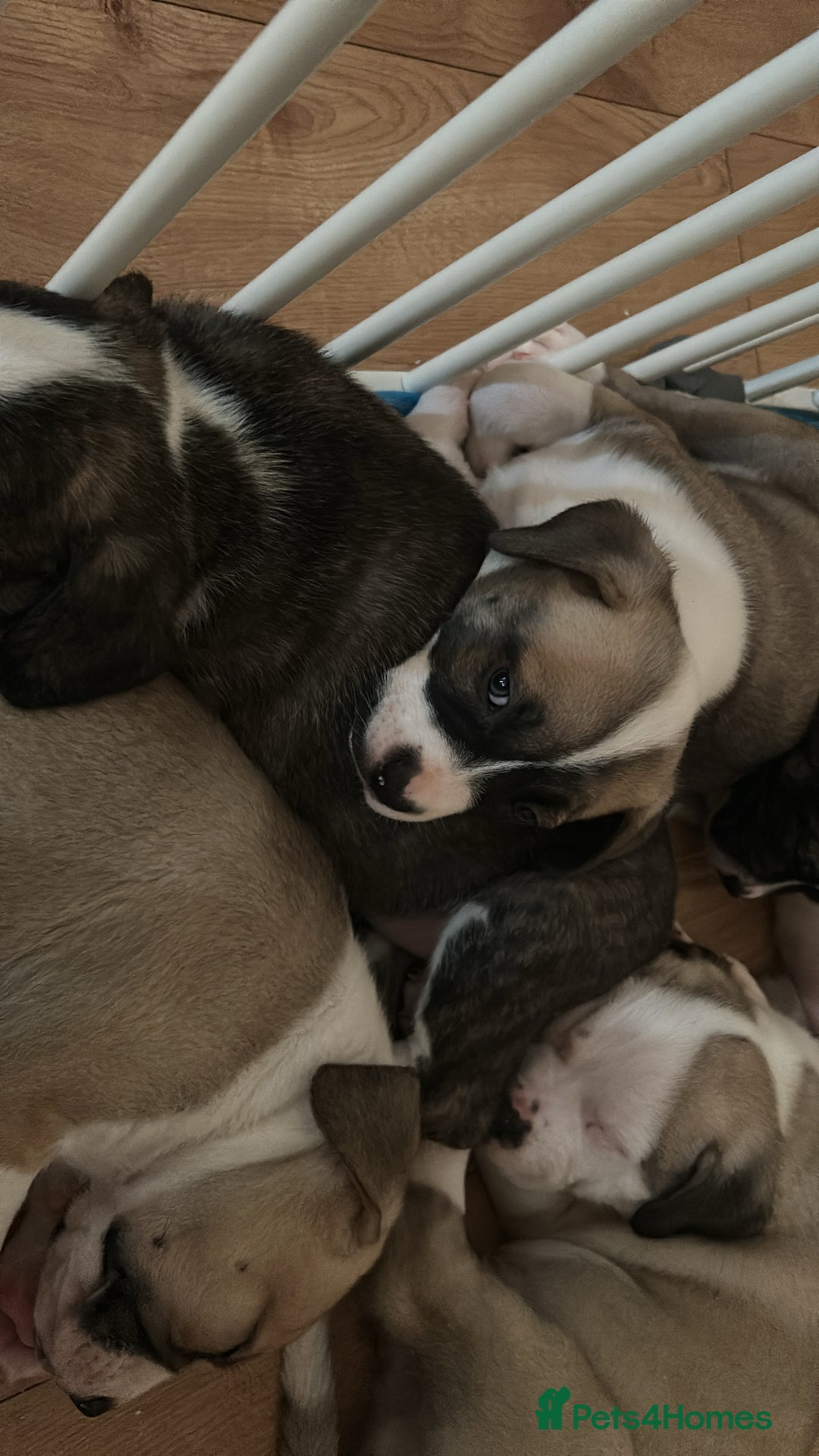 Mixed Breed dogs for sale: American bulldog x bullmastiff puppies - Advert 9