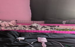 Guinea Pig rodents for sale: 3 brother guinea pigs looking for forever home - Image 4