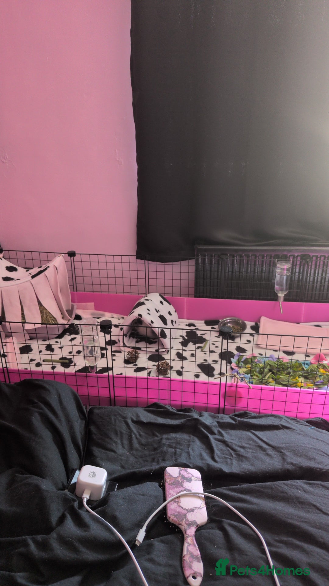 Guinea Pig rodents for sale: 3 brother guinea pigs looking for forever home - Image 4