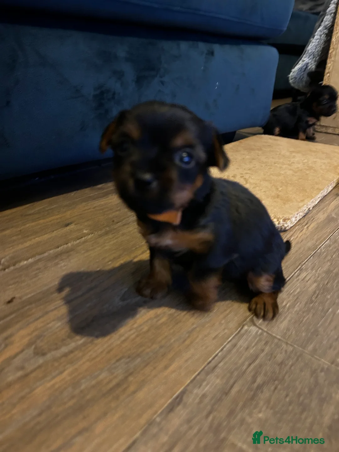 Yorkshire Terrier dogs for sale: Yorkshire terrier puppies  - Advert 11