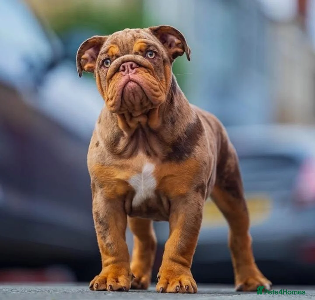 English Bulldog dogs for stud: Proven English bulldog Stud - Don Truffle - Advert 13