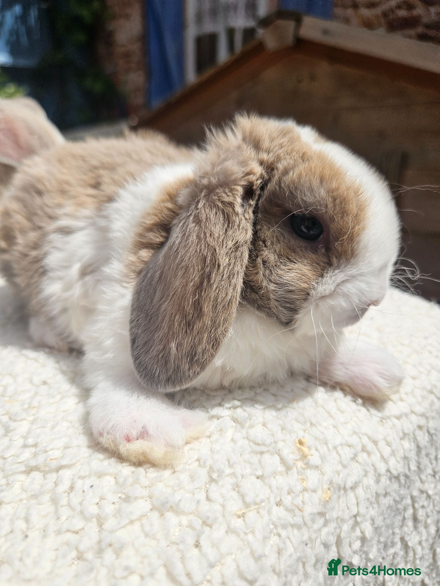 Mini Lop rabbits Pure bred Mini Plush Lops SUFFOLK PLUSH - Advert 2