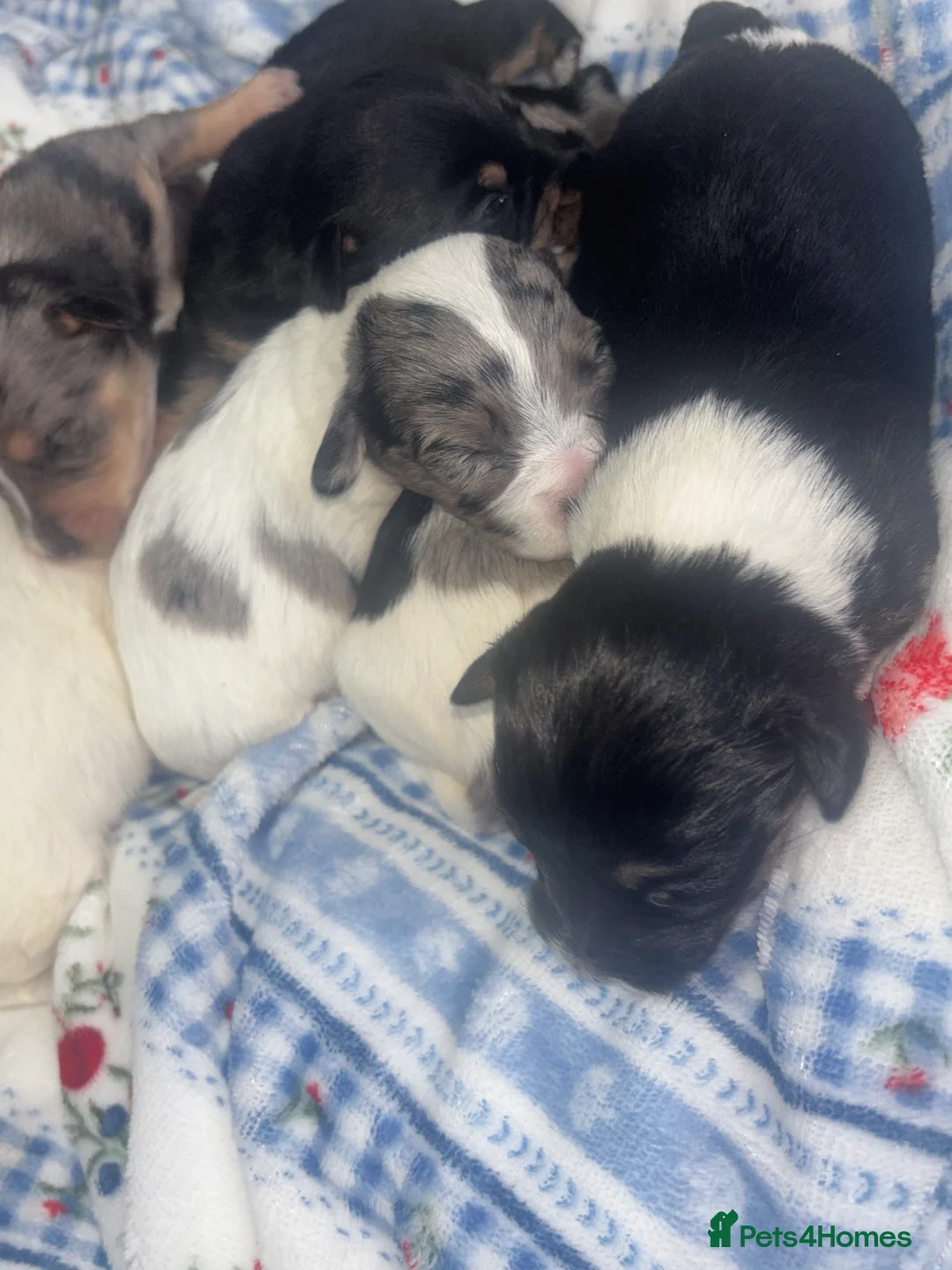 Mixed Breed dogs for sale: Terriers for new homes  - Advert 3