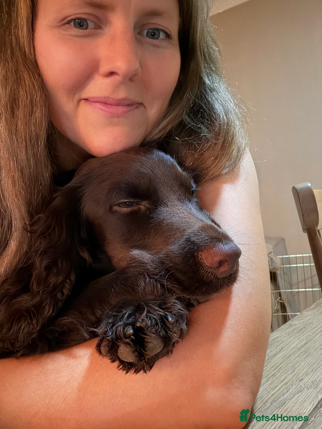 Cocker Spaniel dogs for sale: 6 month old Working Cocker spaniel Bitch - Advert 7