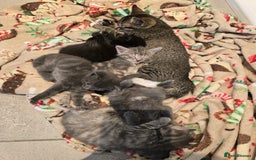 Mixed Breed cats for sale: 5 beautiful kittens looking for their forever home - Image 3