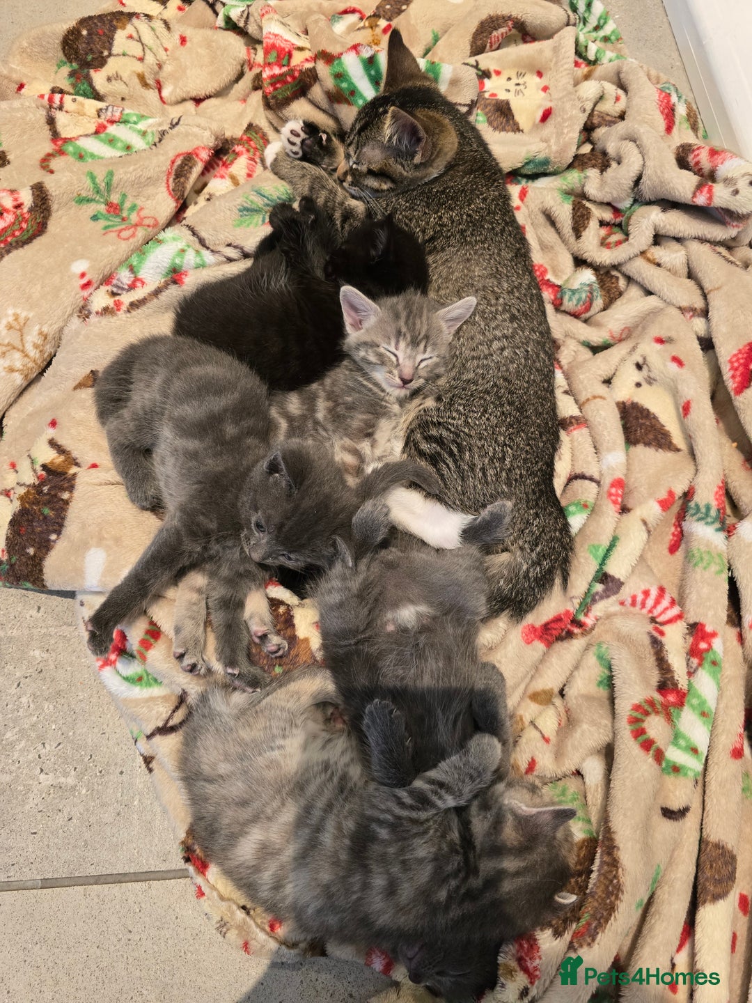 Mixed Breed cats for sale: 5 beautiful kittens looking for their forever home - Image 3