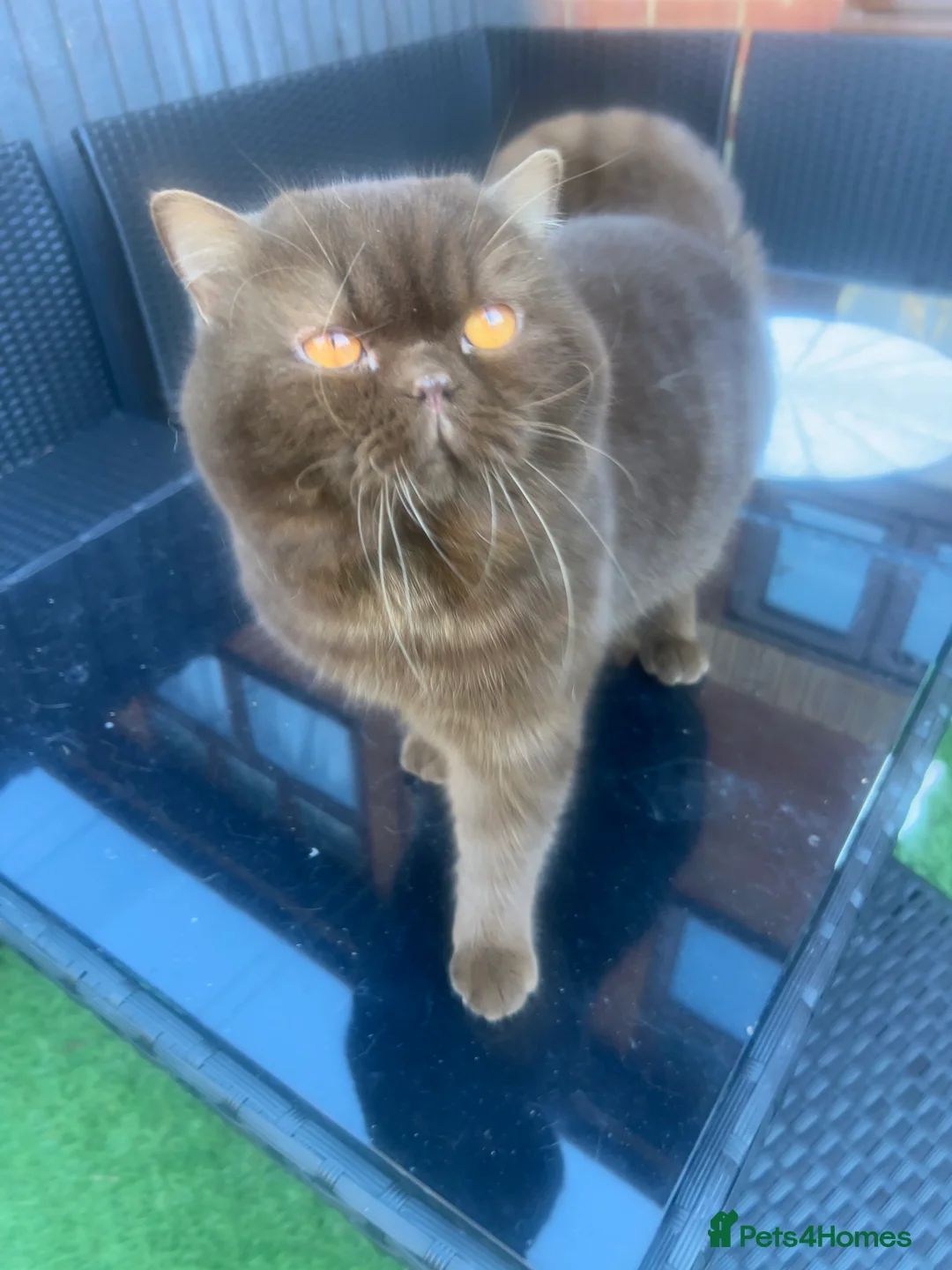 British Shorthair cats for sale:  Chocolate British Shorthair Made- GCCF Active - Advert 5