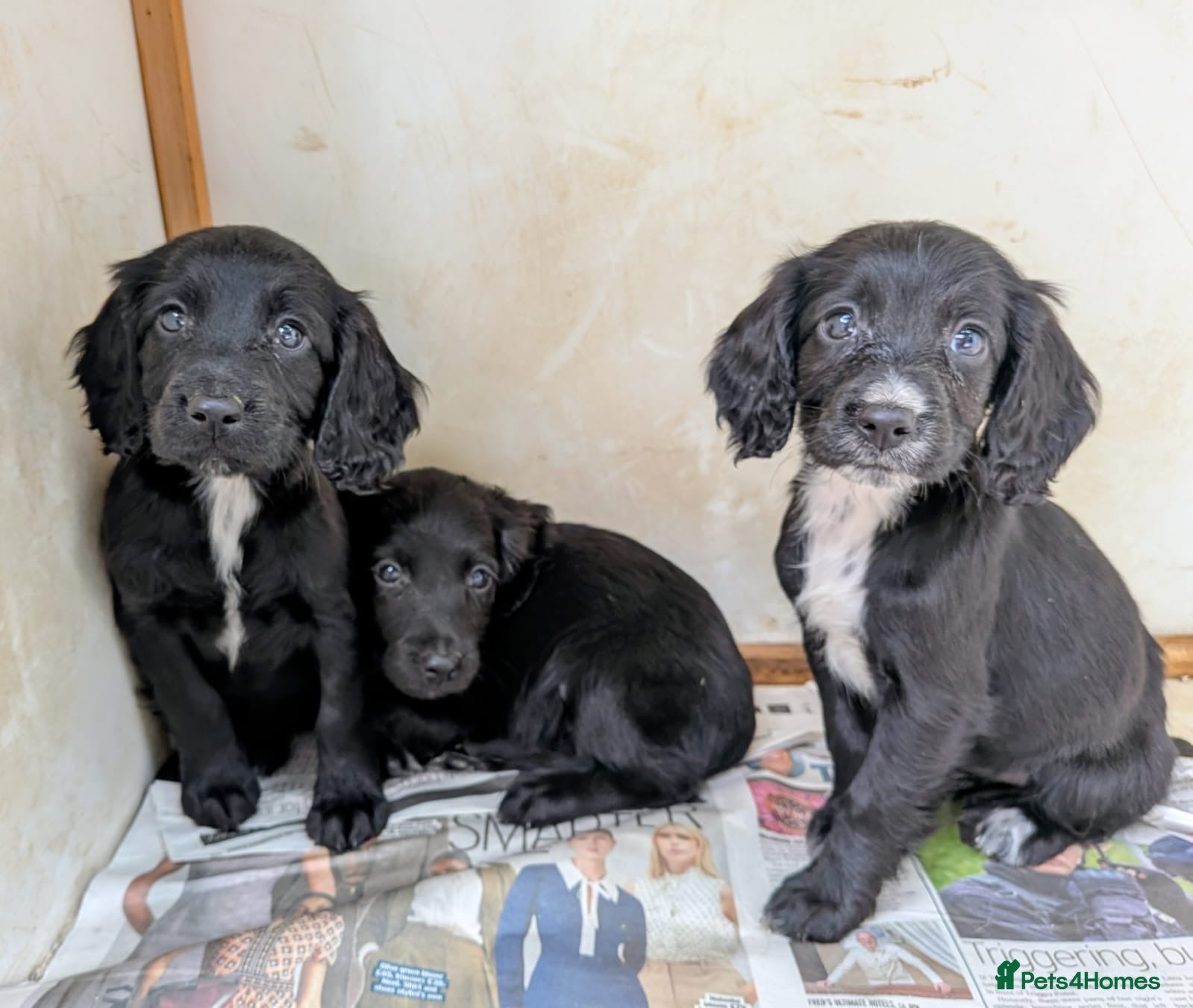 Sprocker dogs Black Sprocker Pups - Advert 7