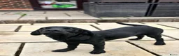Labrador Retriever dogs for sale: 1 STUNNING BLACK KC BOY - Advert 5