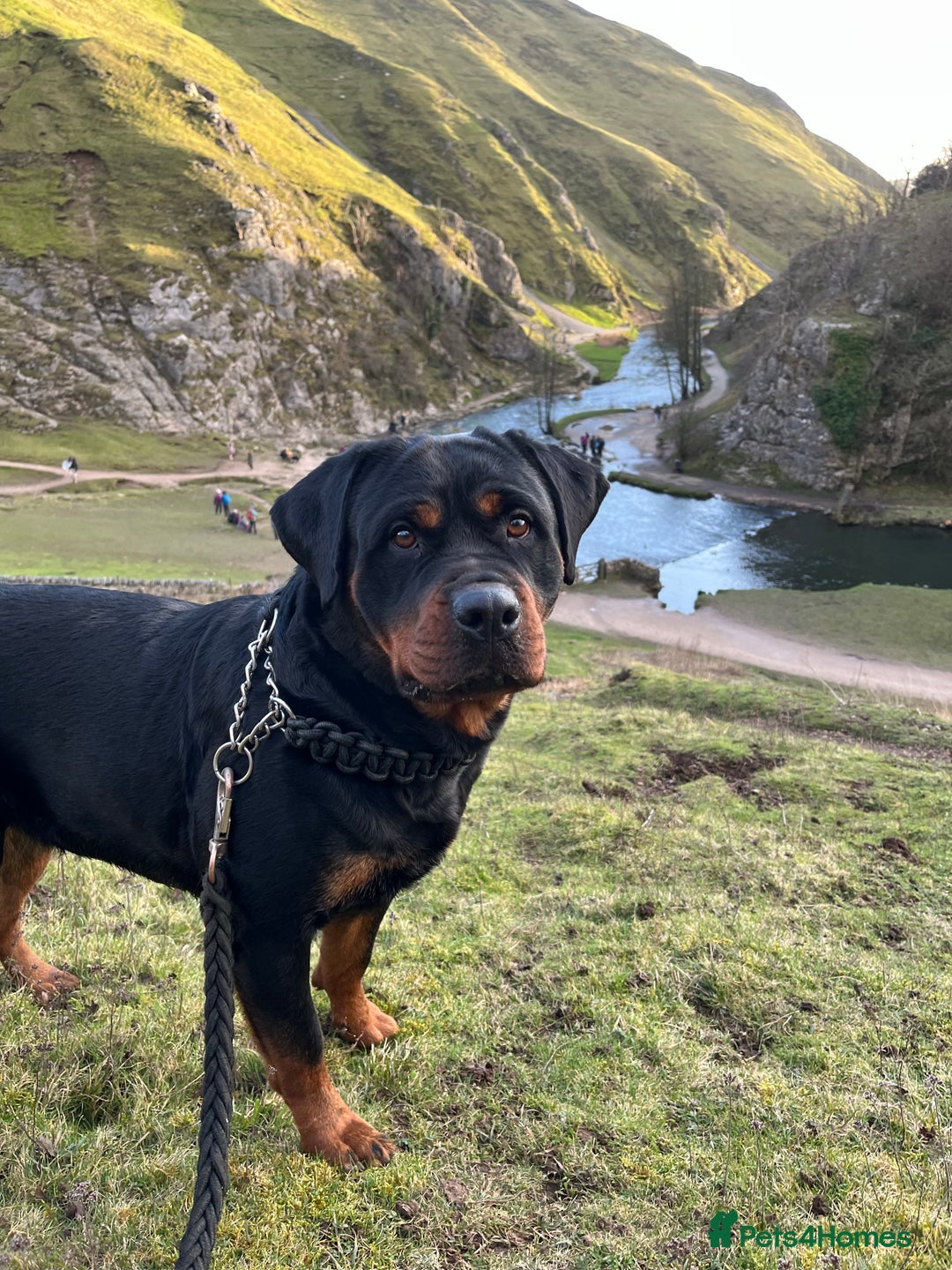 Gallery Image {{count}}