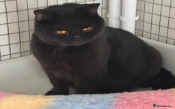 British Shorthair cats for sale: Black British Shorthair Female - Image 1