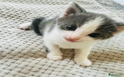 Mixed Breed cats for sale: Gorgeous Grey/White Black/White Kittens - Image 9