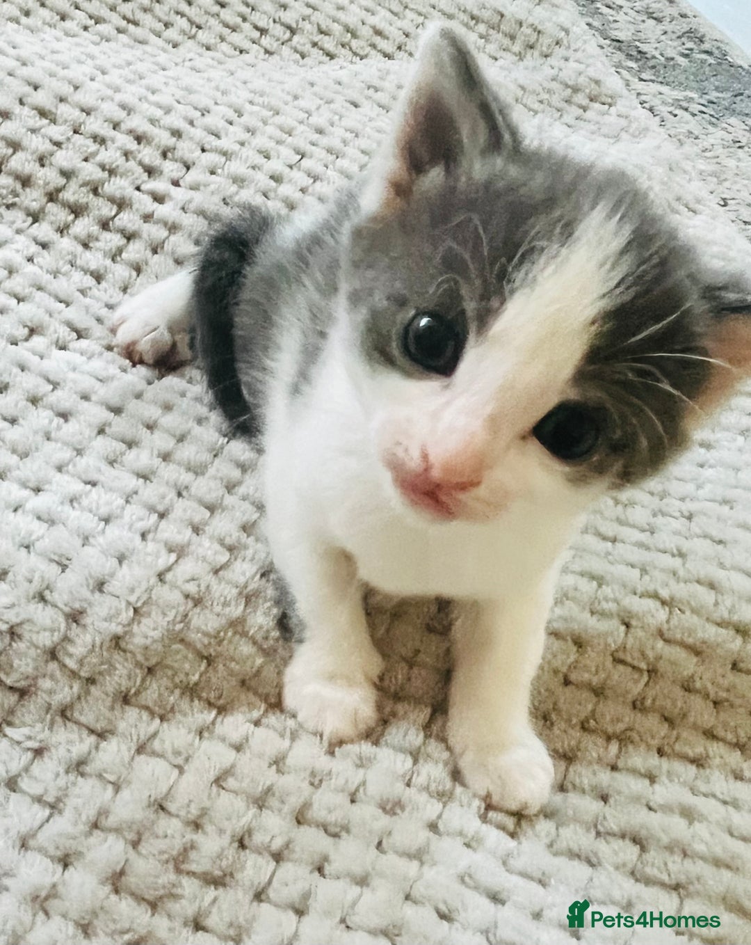 Mixed Breed cats for sale: Gorgeous Grey/White Black/White Kittens - Image 9
