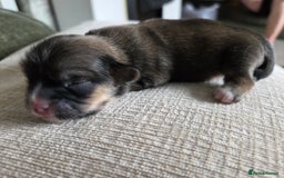 Shih Tzu dogs for sale: Shih tzu puppies  - Image 4